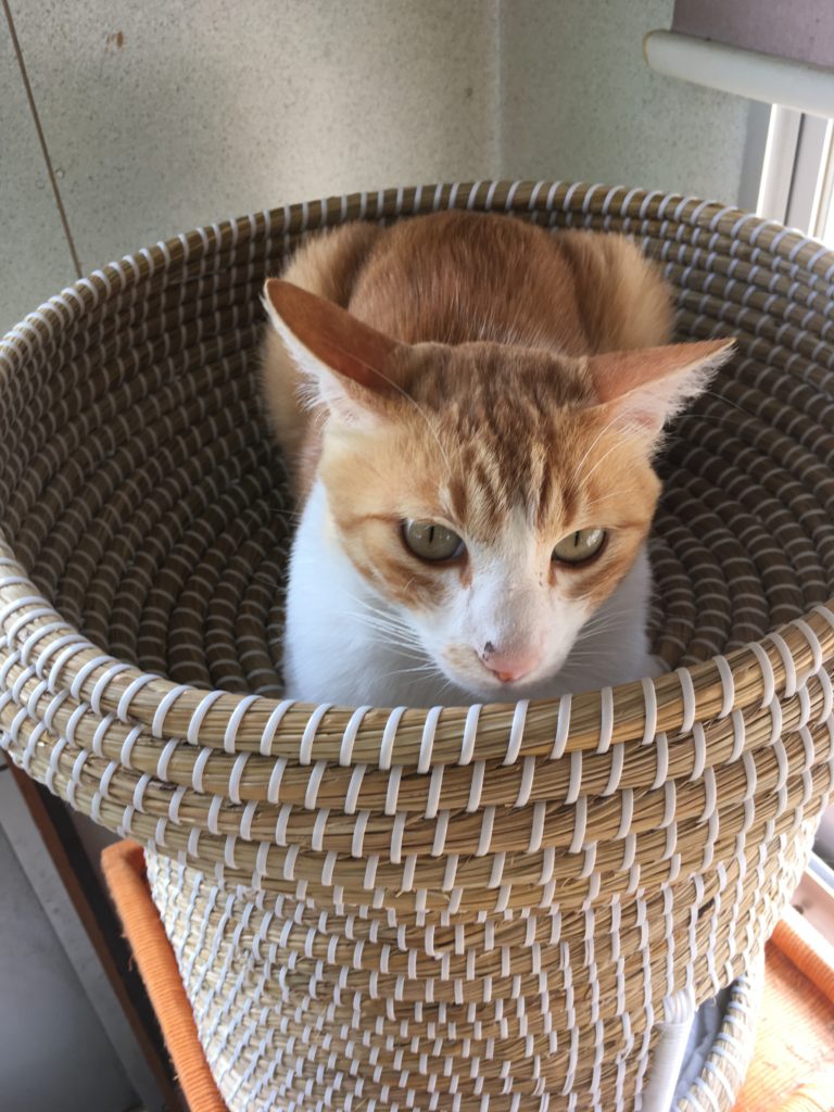 ちぢこまるにゃんた