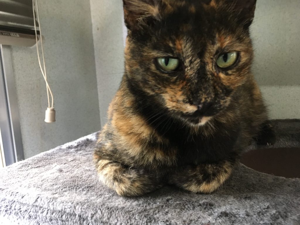 ペット霊園動愛園　看板猫　さび