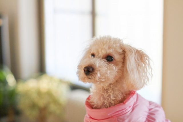 埋葬・納骨先について