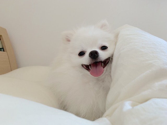 初めてのお別れ