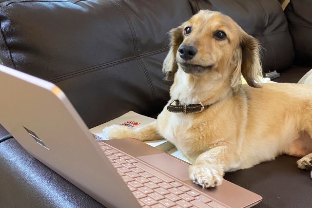 ペット年齢早見表（1歳の場合）