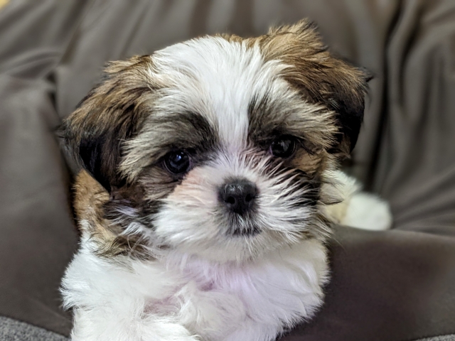 動愛園 油山斎場について