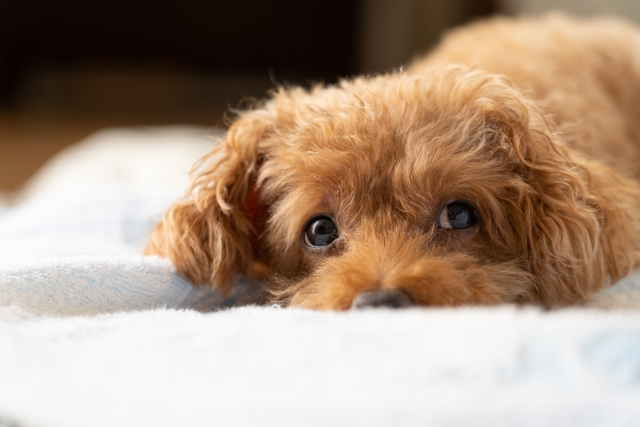 ペット年齢早見表（24歳の場合）