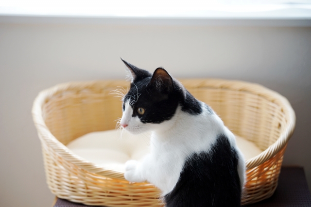 ペット年齢早見表（12歳の場合）