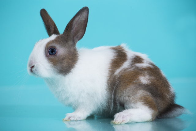 ペット年齢早見表（32歳の場合）