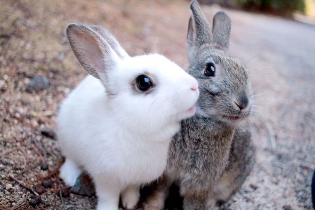 ペット年齢早見表（3歳の場合）