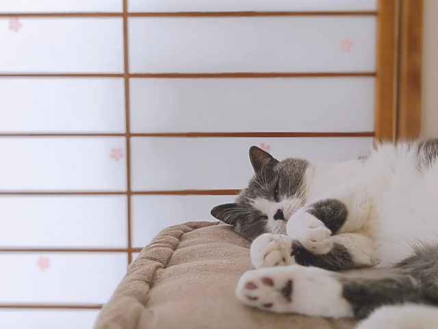 ペット年齢早見表（9歳の場合）