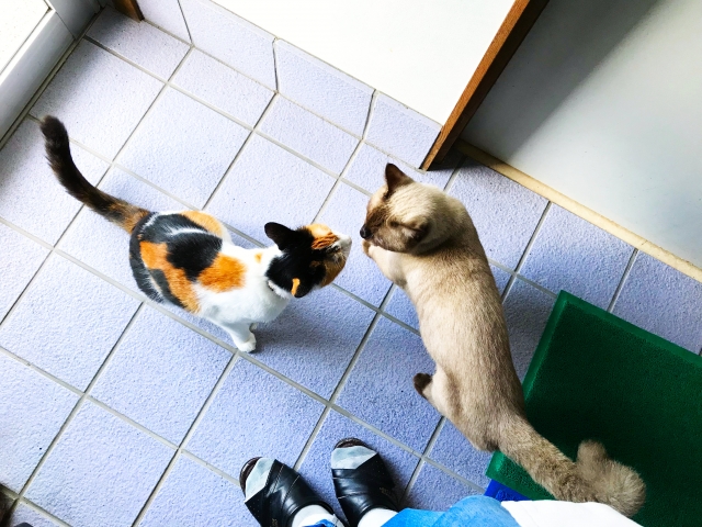 ペット年齢早見表（16歳の場合）