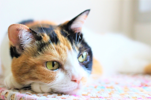 ペット年齢早見表（28歳の場合）