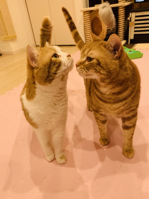 ペット年齢早見表（20歳の場合）