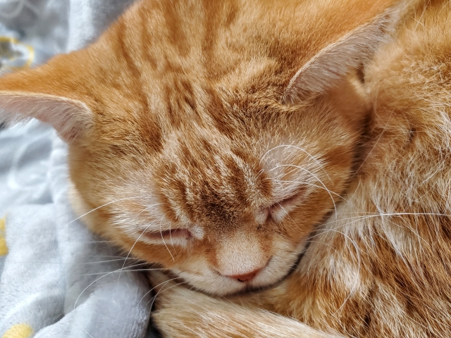 ペット年齢早見表（60歳の場合）