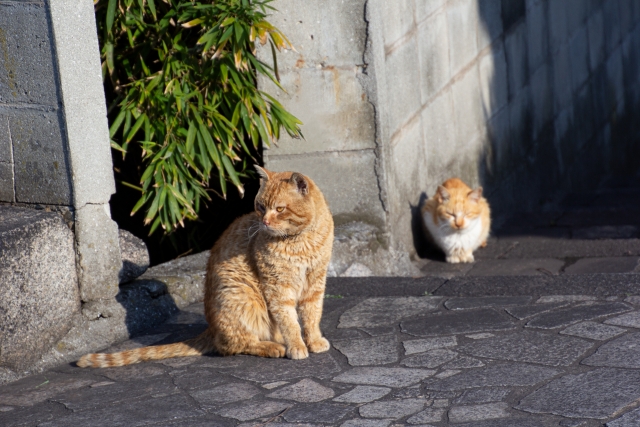 ペット年齢早見表（56歳の場合）