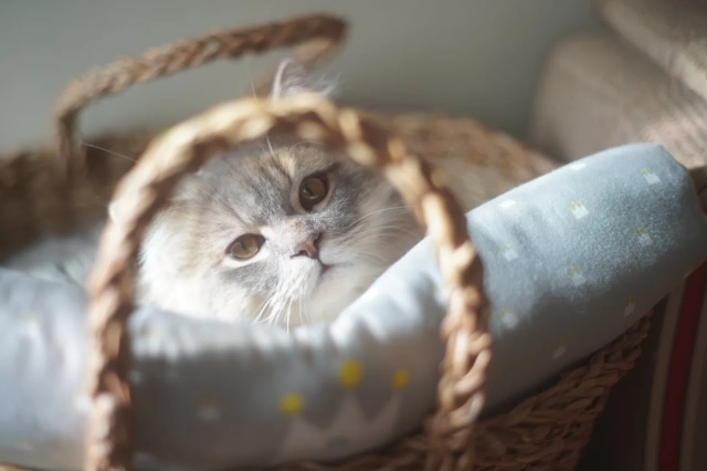 ペット年齢早見表（52歳の場合）