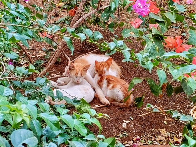 ペット年齢早見表（40歳の場合）