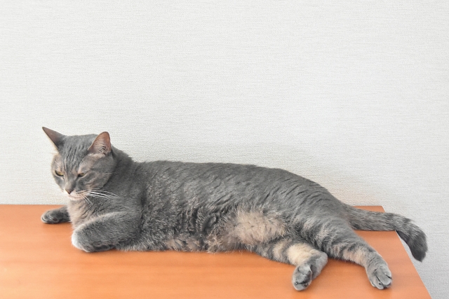 ペット年齢早見表（64歳の場合）