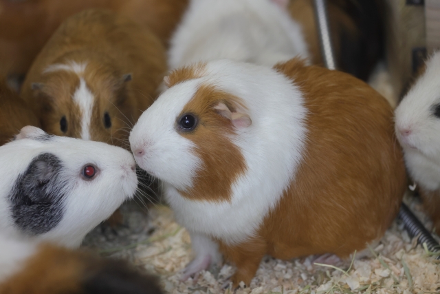 モルモットの飼い方