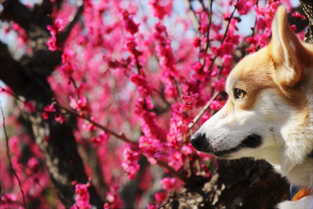 ペットが人間与える意外な影響