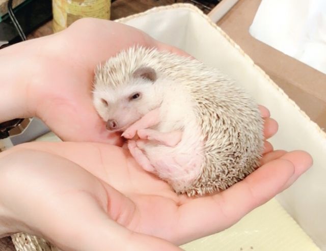 ハリネズミを触る時に注意すること