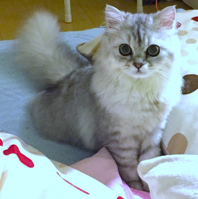 なぜ猫は音を怖がるのか？