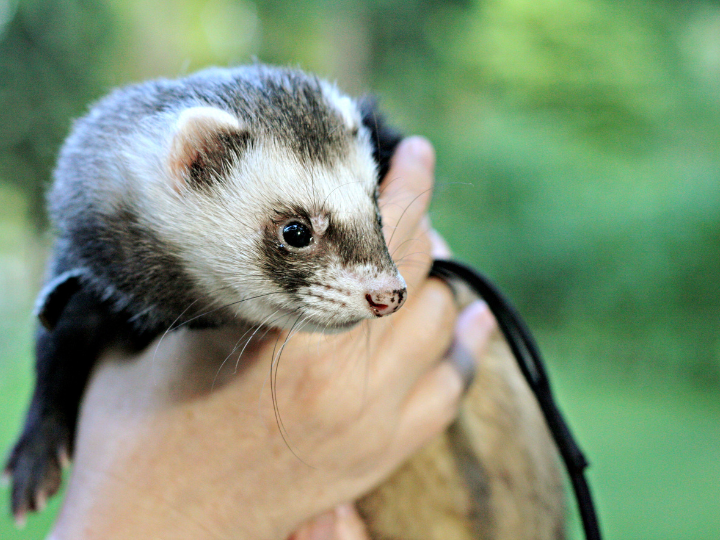 フェレットの生態について