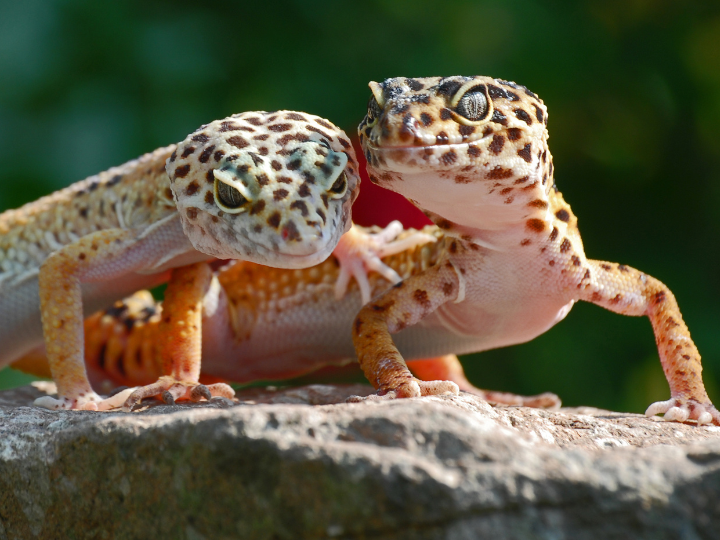 飼いやすい爬虫類