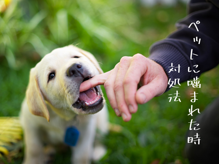 ペットに噛まれたときの対処法