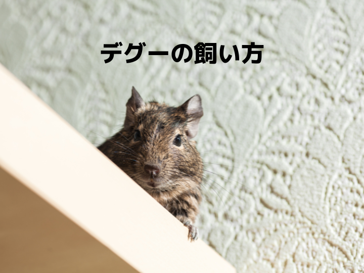 デグーの飼い方