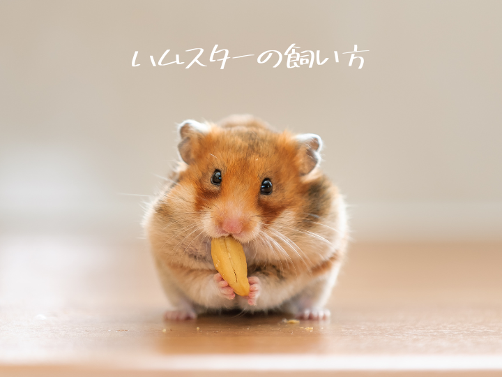 ハムスターの飼い方