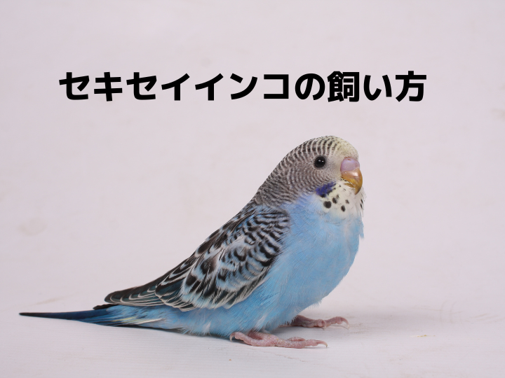 セキセイインコの飼い方