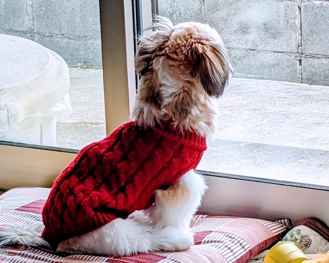 訪問ペット火葬について