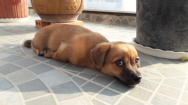 亡くなった愛犬に伝える気持ち