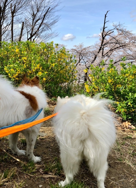 犬が死んだときの手続き
