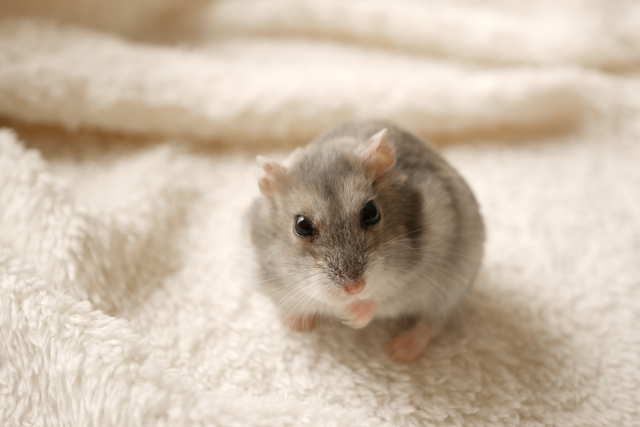 ペット火葬の流れについて