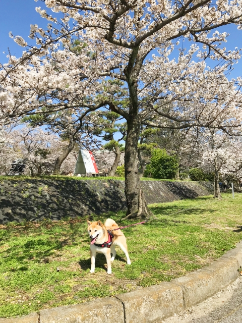 愛犬と春にしたいアクティビティについて