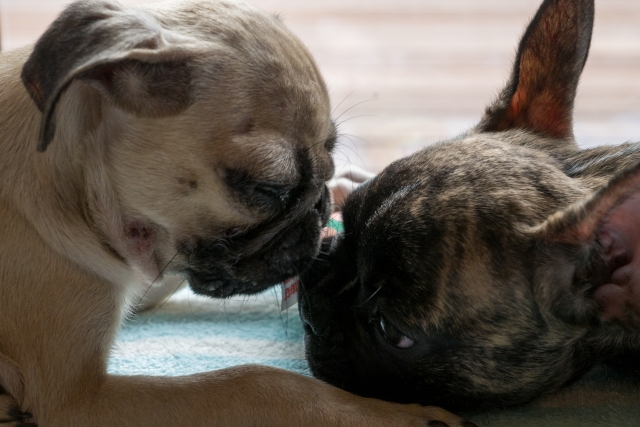 やすらぎプラン