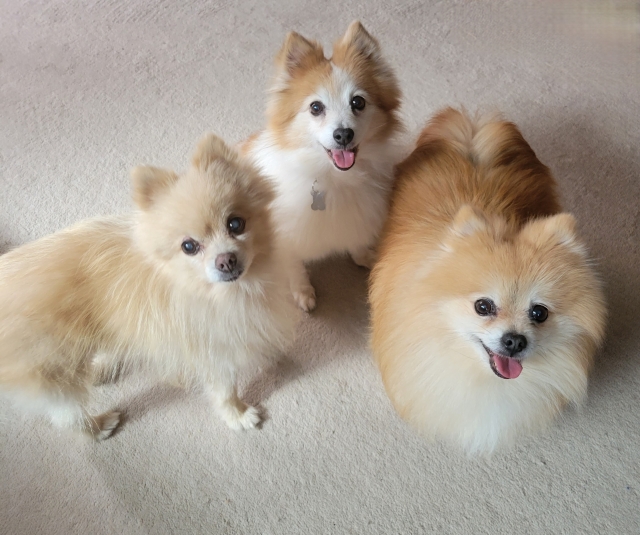 2日以上安置する場合