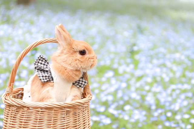 ペットの身体に損傷がある場合の対応について