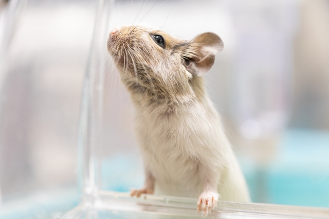 ペット納骨について