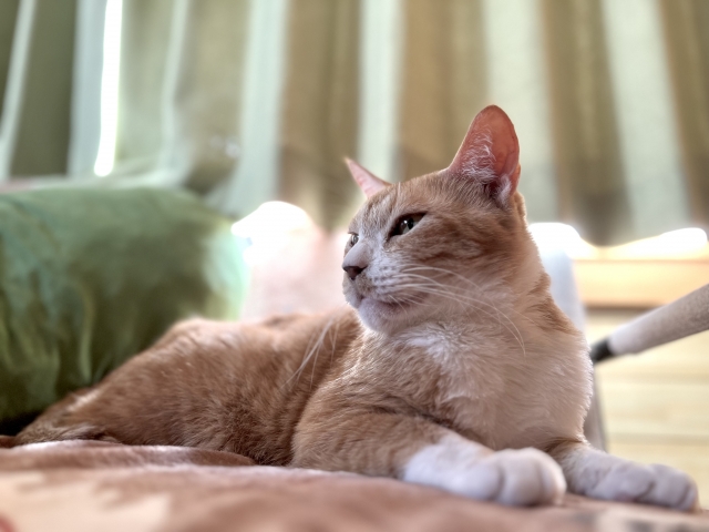 ペットの熱中症について