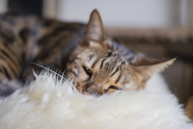 ペットとの生活をより豊かにするために