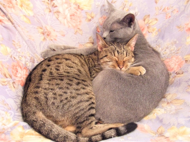 猫の寿命について