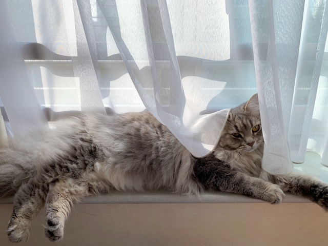 愛猫の健康を守る! 夏場になりやすい病気とその対策について