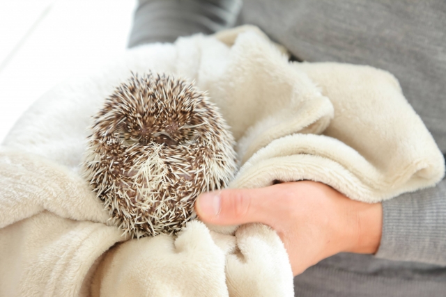 一人暮らしの人におすすめのペットは？