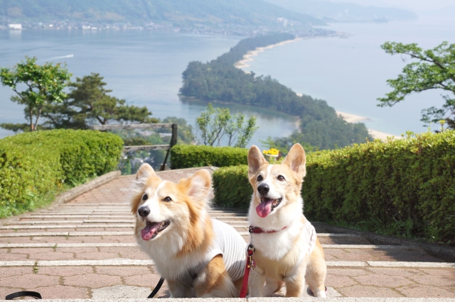 ペット葬儀の必要性について