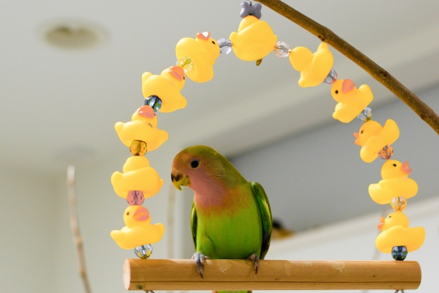 ペット葬儀の口コミをお願い致します。