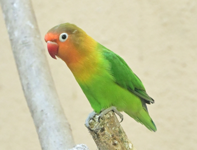 ボタンインコの平均寿命