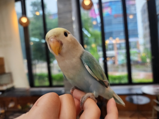 セキセイインコの平均寿命