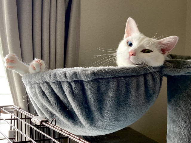 ペット火葬料金