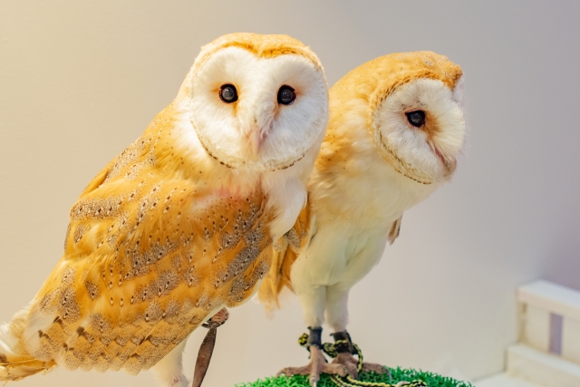 ペット火葬料金