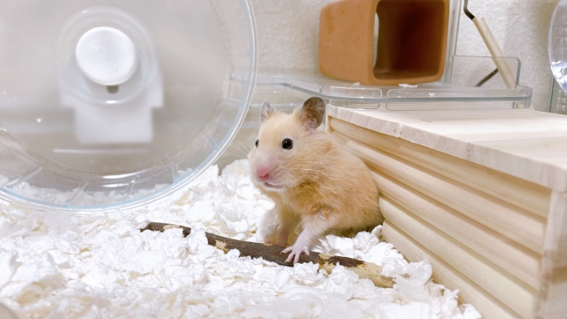 ハムスターの平均寿命